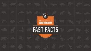 Fast Facts logo